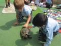 Reception Class observes the tortoises