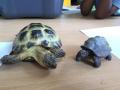 Reception Class observes the tortoises